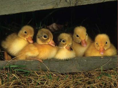 ducklings1